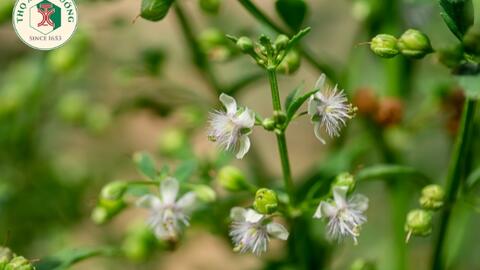 Scoparia dulcis L. – Cam thảo nam