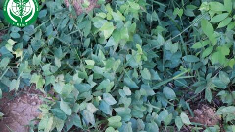 Bauhinia scandens L. – Mấu chàm