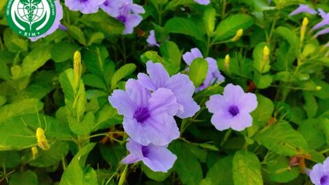 Ruellia tuberosa L. – Quả nổ