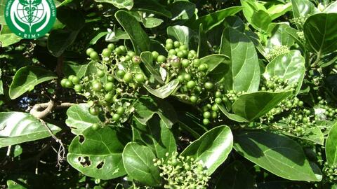 Premna corymbosa Burm.f. – Vọng cách