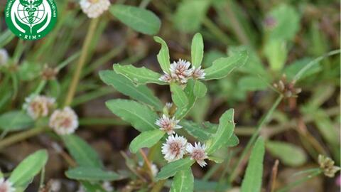 Alternanthera sessilis (L.) R. Br. – Rau dệu