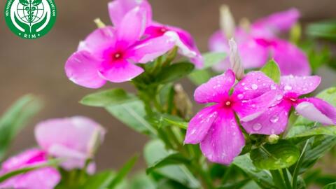 Catharanthus roseus (L.) G. Don – Dừa cạn