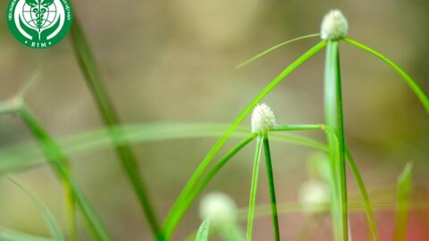 Kyllinga nemoralis (J.R.Forst. & G.Forst.) Dandy ex Hutch. & Dalziel – Bạc đầu rừng