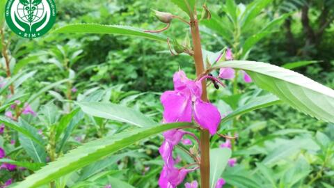 Impatiens balsamina L. – Bóng nước