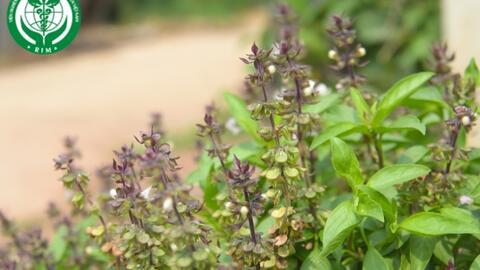 Ocimum basilicum L. – Húng