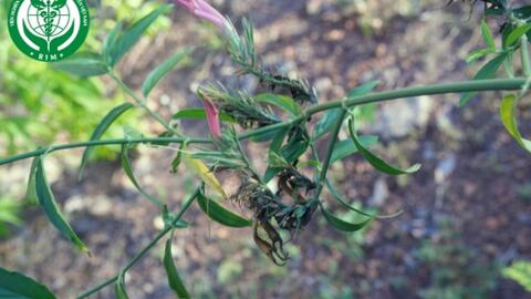 Clinacanthus nutans (Burm. f.) Lindau. – Mảnh cộng