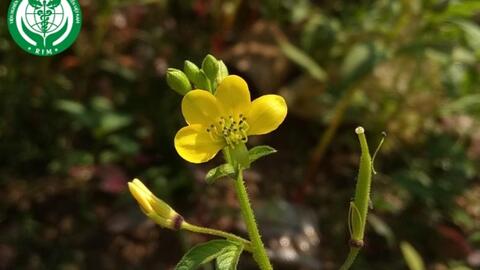 Cleome viscosa L. – Màn màn vàng