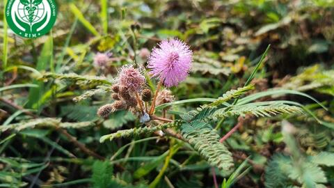 Mimosa pudica L. – Xấu hổ