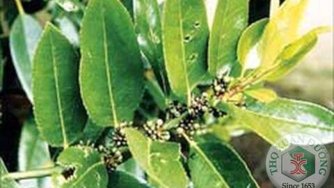 Những nghiên cứu về tác dụng dược lý của cây chè đắng (phần 2)