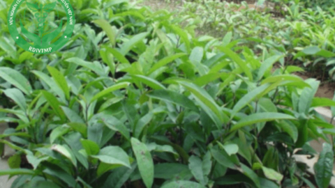 Những nghiên cứu về tác dụng dược lý của cây chè đắng (phần 1)