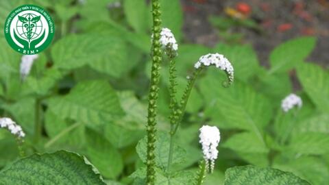 Heliotropium indicum L. – Vòi voi