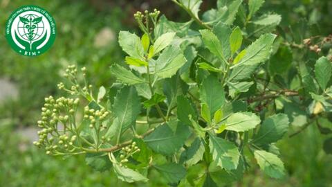 Pluchea indica (L.) Less. – Cúc tần