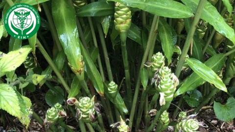 Zingiber officinale Roscoe – Gừng