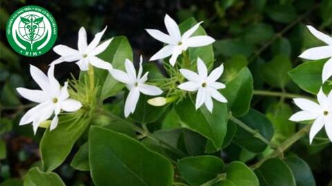 Jasminum subtriplinerve Blume – Chè vằng