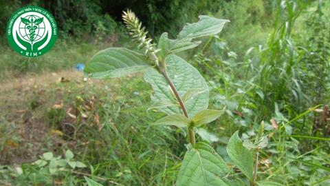 Achyranthes aspera L. – Cỏ xước