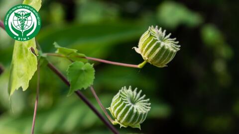 Abutilon indicum (L.) Sweet – Cối xay