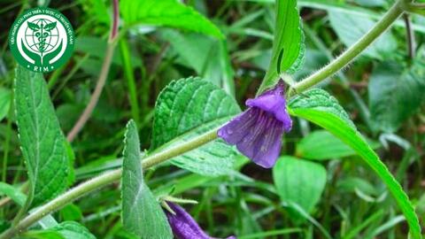 Adenosma caeruleum R. Br. – Nhân trần