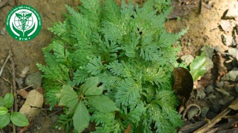 Selaginella involvens (Sw.) Spring – Quyển bá bao