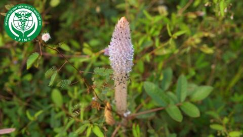 Uraria crinita (L.) Desv. ex DC. – Đuôi chồn