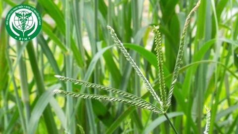 Eleusine indica (L.) Gaertn. – Cỏ mần trầu