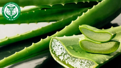 Tác dụng đa năng của lô hội