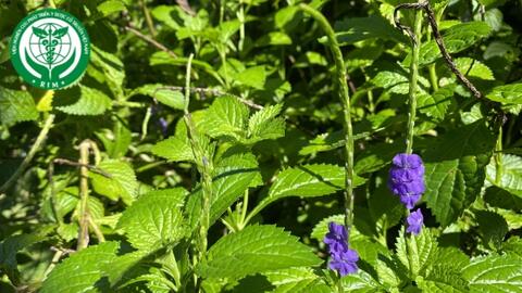 Stachytarpheta jamaicensis (L.) Vahl – Đuôi chuột
