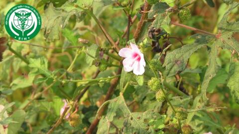 Urena sinuata L. – Ké huyết