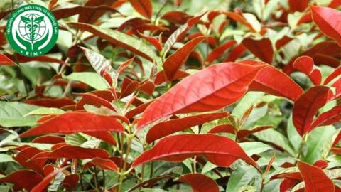 Excoecaria cochinchinensis Lour. – Đơn đỏ