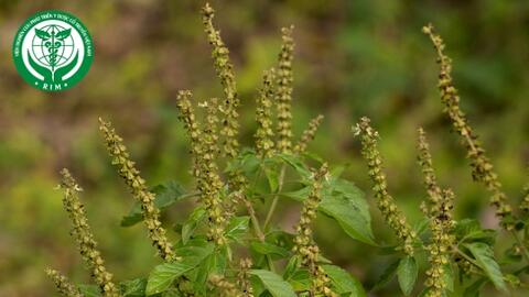 Ocimum gratissimum L.  – Hương nhu trắng
