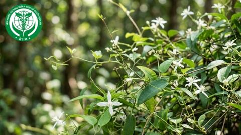 Vai trò của vị thuốc uy linh tiên trong điều trị viêm túi mật và sỏi mật