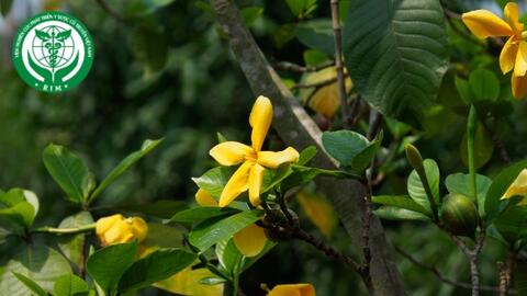 Gardenia sootepensis Hutch. – Dành dành thái