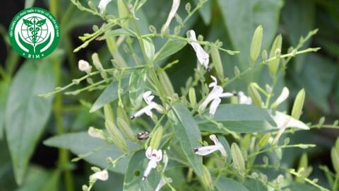 Andrographis paniculata - Xuyên tâm liên