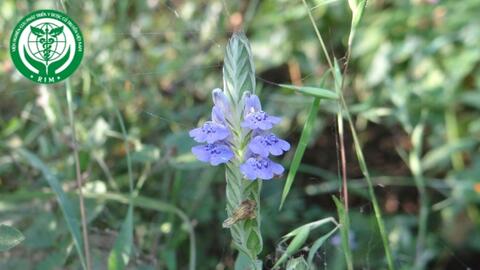 Rungia pectinata (L.) Nees - Rưng rìa