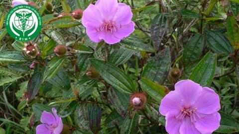 Melastoma sanguineum Sims - Mua bà