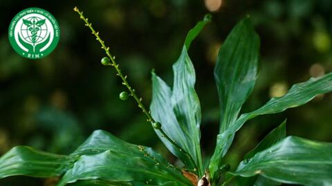 Dracaena angustifolia Roxb. - Bồng bồng