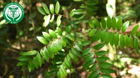 Eurycoma longifolia Jack - Mật nhân