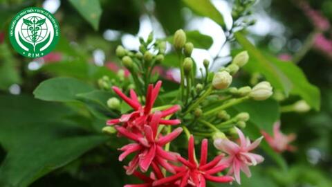 Combretum indicum (L.) DeFilipps. – Sử quân tử