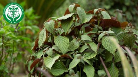 Perilla frutescens (L.) Britton - Tía tô