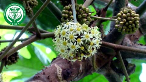 Trevesia palmata (Roxb. ex Lindl.) Visan. - Đu đủ rừng