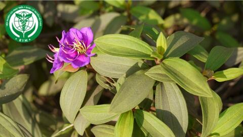 Melastoma malabathricum L. – Mua da hung