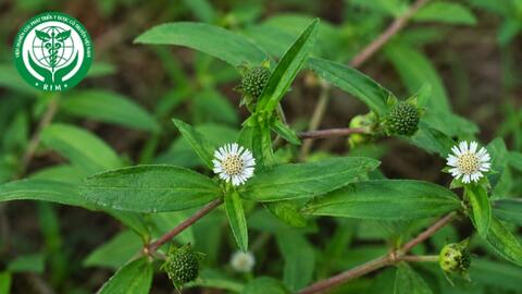 Eclipta prostrata L. - Nhọ nồi