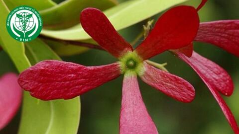 Ancistrocladus tectorius (Lour.) Merr - Trương quân lợp nhà