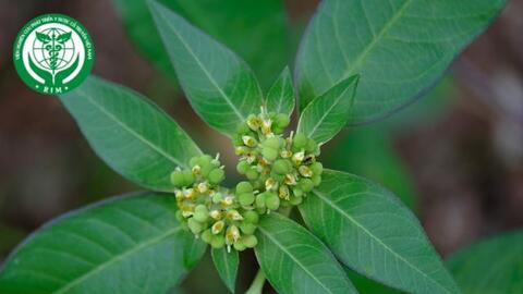 Euphorbia heterophylla L. - Cỏ mủ