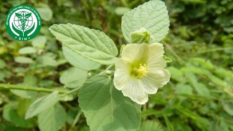 Sida cordifolia L. - Ké trắng