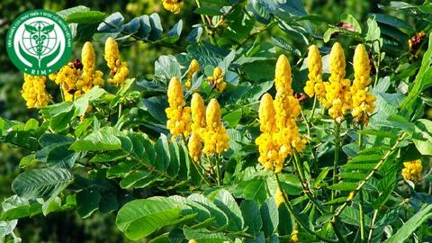 Senna alata (L.) Roxb. - Muồng trâu