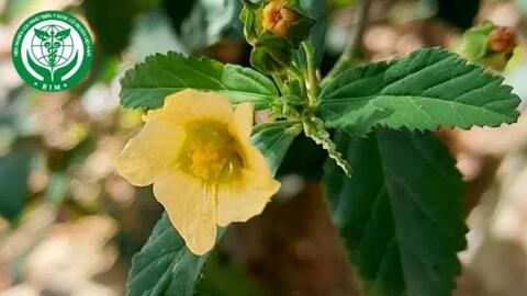 Sida rhombifolia L. - Ké hoa vàng