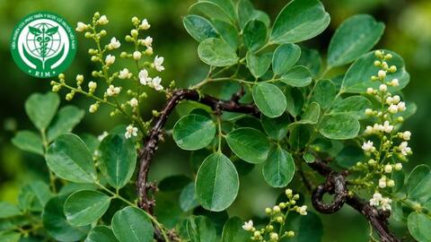 Dalbergia rimosa Roxb. - Trắc dây