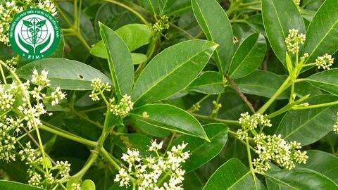 Euodia lepta (Spreng.) Merr. - Ba chạc