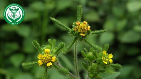 Sigesbeckia orientalis L. - Hy thiêm