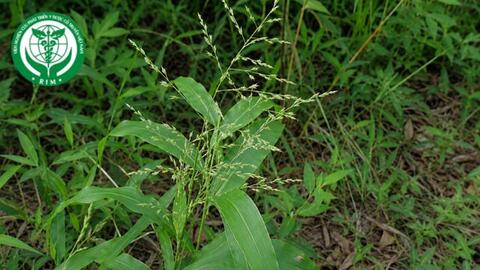 Centotheca lappacea (L.) Desv. - Cỏ móc